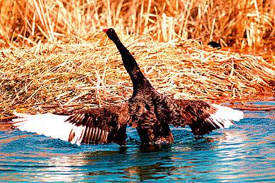《星球大战：旧共和国》将逐步迁移到云端服务器